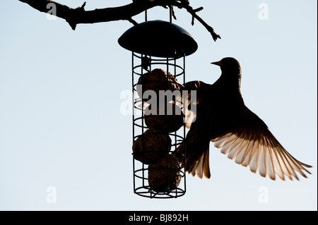 Sturnus vulgaris. Silhouette of Starling on a fat ball feeder hanging from a tree in a garden. UK Stock Photo
