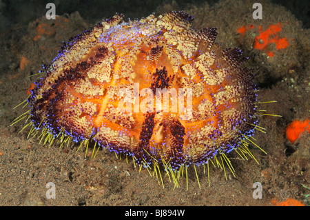 Asthenosoma varium, Astenosoma varium, fire urchin, Tulamben, Bali, Indonesia, Indo-Pacific Ocean Stock Photo