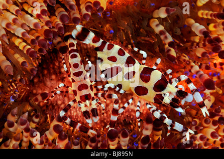 Periclimenes colemani, Asthenosoma varium, pair of coleman shrimps on fire urchin, Tulamben, Bali, Indonesia, Indopacific Ocean Stock Photo