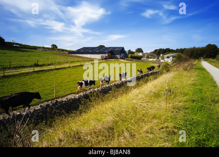 cattle in field farmland countryside Stock Photo