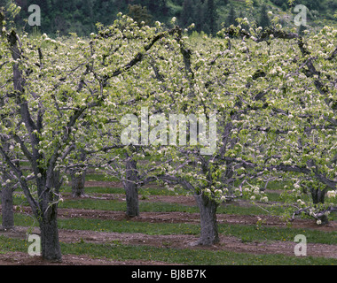 WASHINGTON - Apple orchard near Cashmere in Chelan County. Stock Photo