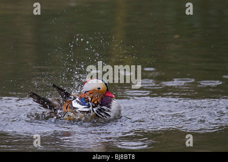 Mandarin duck, Aix galericulata, bathing in lake, London Wetlands Centre, UK Stock Photo
