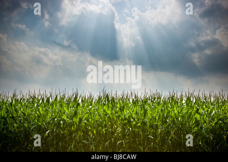 Sun shining on cornfield in the summer. Stock Photo