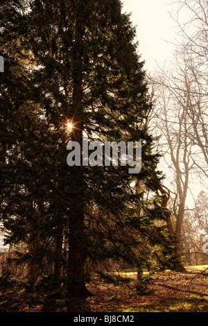 Picea abies, Norway Spruce in winter sunshine UK Stock Photo