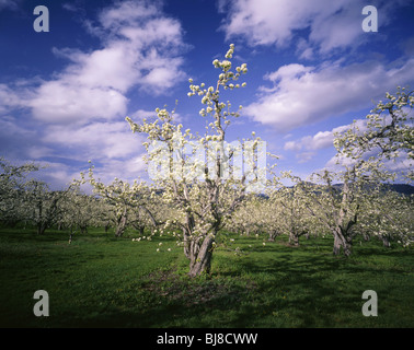 WASHINGTON - Apple orchard near Dryden in Chelan County. Stock Photo