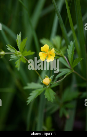 Common tormentil, potentilla erecta. Yorkshire UK Stock Photo