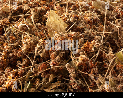 Lime Tree Leaves spice, close up full frame Stock Photo