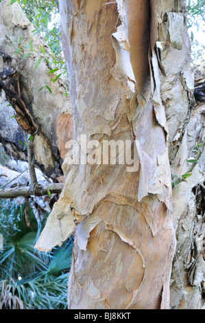 Peeling bark of the paperbark tree (Melaleuca leucadendra) at Ormond Memorial Gardens, Ormond Beach, Florida Stock Photo