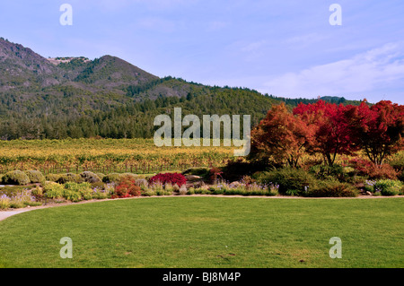 Vineyard and colorful tree in Yountville - Napa Valley California Stock Photo