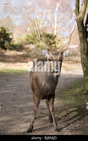 Sika Deer Cervus nippon Single adult male standing Arne RSPB, Dorset, UK Stock Photo