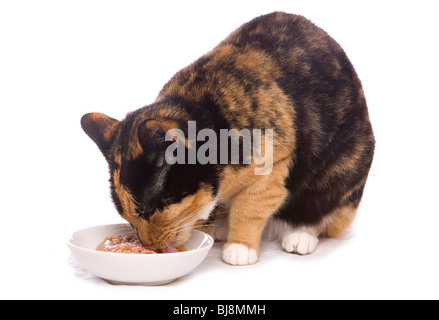 A tortoiseshell domestic cat eating cat food along side slugs on a