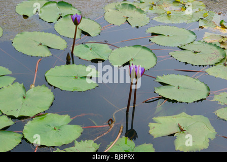 Blooming Water lilies flowers and Green Plants in Natural pond at early morning in Kerala,India Stock Photo