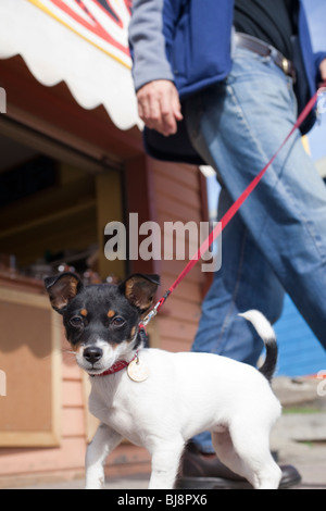 Jack Russel puppy being walked by it's owner Stock Photo