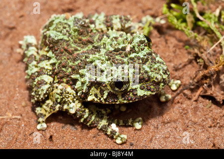 Vietnamese Moss Frog (Theloderma corticale) Captive. Native to