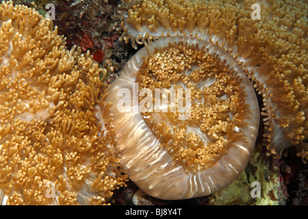 Corallimorpharian, or corallimorph, Discosoma sp.Tulamben, Bali, Indonesia. Bali Sea, Indian Ocean Stock Photo