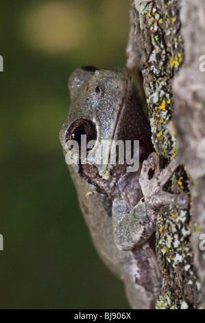Cope's grey tree frog, Hyla chrysoscelis, native the to United States Stock Photo