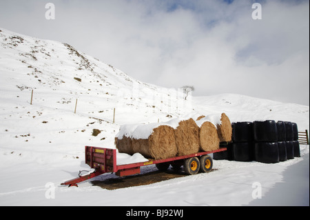 Winter landscape,straw bales on trailer in snow covered landscape,Derbyshire ,Peak District,England,UK Stock Photo