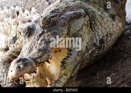 Africa Animals Crocodiles Ghana Paga Reptiles Stock Photo - Alamy