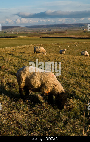 dh  FARMING ORKNEY Sheep farming Orkney countryside farm fields Suffolk sheep ram grazing