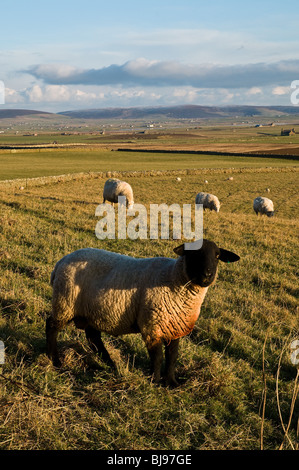 dh  FARMING SCOTLAND Orkney countryside farm fields Suffolk sheep ram