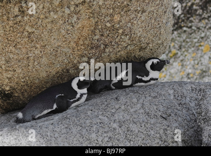 African penguin (Spheniscus demersus) two Jackass Penguins resting on a rock in the shade Simon's Town South Africa Stock Photo