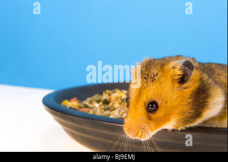 Hamster sitting in FOOD corn bowl brown Hamster blue background goldhamster eat eating feed feeding stand standing look looking Stock Photo
