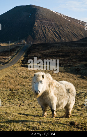 dh Braebister HOY ORKNEY White Shetland pony moorland  and Ward Hill Stock Photo