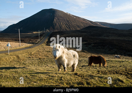 dh Braebister HOY ORKNEY White Shetland pony and grazing Shetland ponies grazing moorland Ward Hill Stock Photo