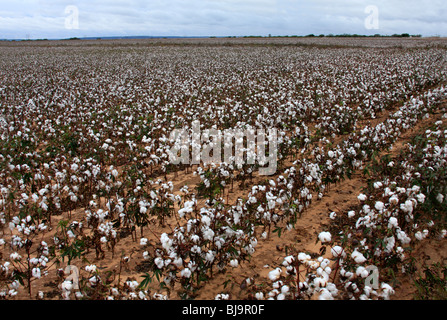 Cotton field, Texas Stock Photo