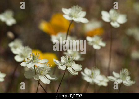 Cream Cups Poppy, a common wildflower in the Arizona desert at springtime. Stock Photo