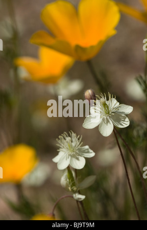 Cream Cups Poppy, a common wildflower in the Arizona desert at springtime. Stock Photo