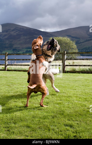 Two dogs, Hungarian Vizsla and German Shepherd dog, wrestling in garden, taken by  Loch Tay Stock Photo