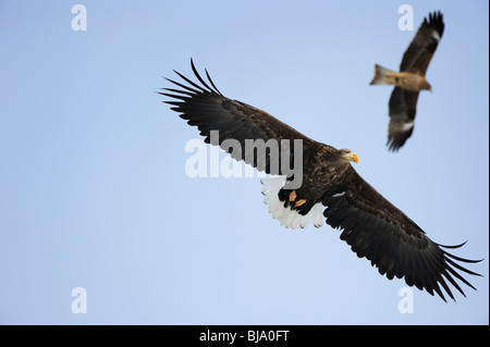 Steller's sea eagles in flight, Japan Stock Photo