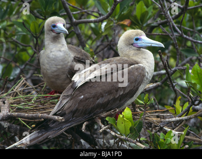 The Red-footed Booby (Sula sula), the smallest of the three booby species found in the Galapagos Islands. Stock Photo
