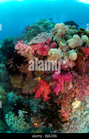 Gorgonian sea fan in Raja Ampat, Pacific Ocean Stock Photo