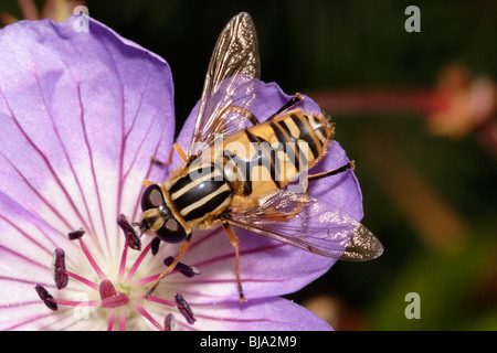 Common tiger hoverfly (Helophilus pendulus : Syrphidae) on a garden geranium, UK. Stock Photo