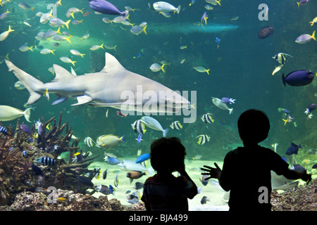 Children watching sharks in Sydney Aquarium, Australia Stock Photo