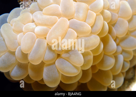 Bubble coral in Red Sea. Stock Photo