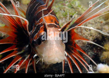 Clearfin lionfish in the Red Sea. Stock Photo