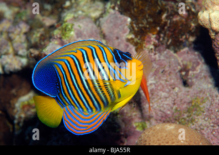 Regal angelfish juvenile phase in the Red Sea. Stock Photo