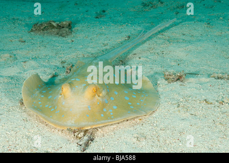 Blue-spotted ribbontail ray on sand in the Red Sea. Stock Photo