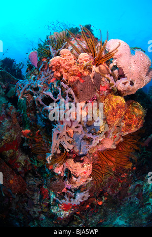 Typical coral and sponges reef off Martinique. Stock Photo
