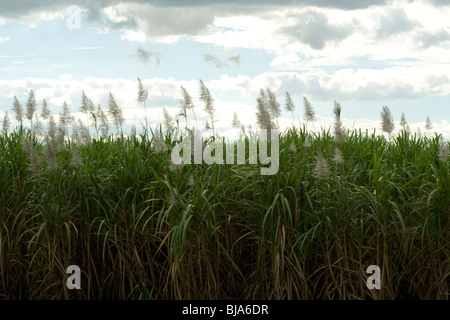 Sugarcane field and plantation in Pinar del Rio, Travel Cuba Caribbean Stock Photo