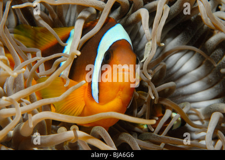 Twoband anemonefish in the Red Sea. Stock Photo