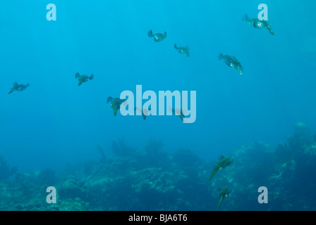 School of reef squids hovering off Martinique Stock Photo