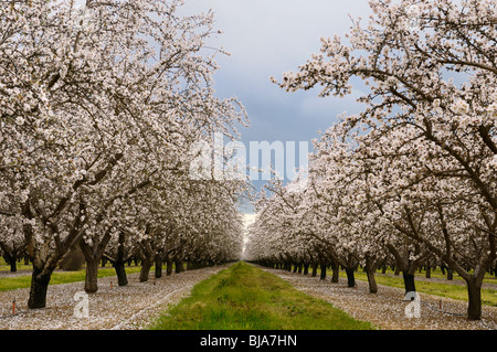 Rows of flowering almond tree grove blossoms in California USA Stock Photo
