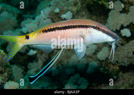 Dash-dot goatfish cleaning by a ring wrasse in the Red Sea. Stock Photo