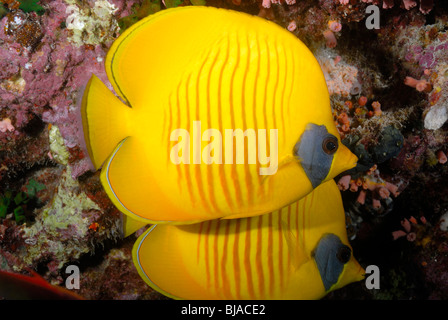 Two golden butterflyfish in the Red Sea. Stock Photo