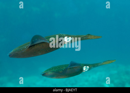 School of reef squids hovering off Martinique Stock Photo