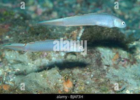 Blue goby over a reef in the Gulf of Mexico. Stock Photo